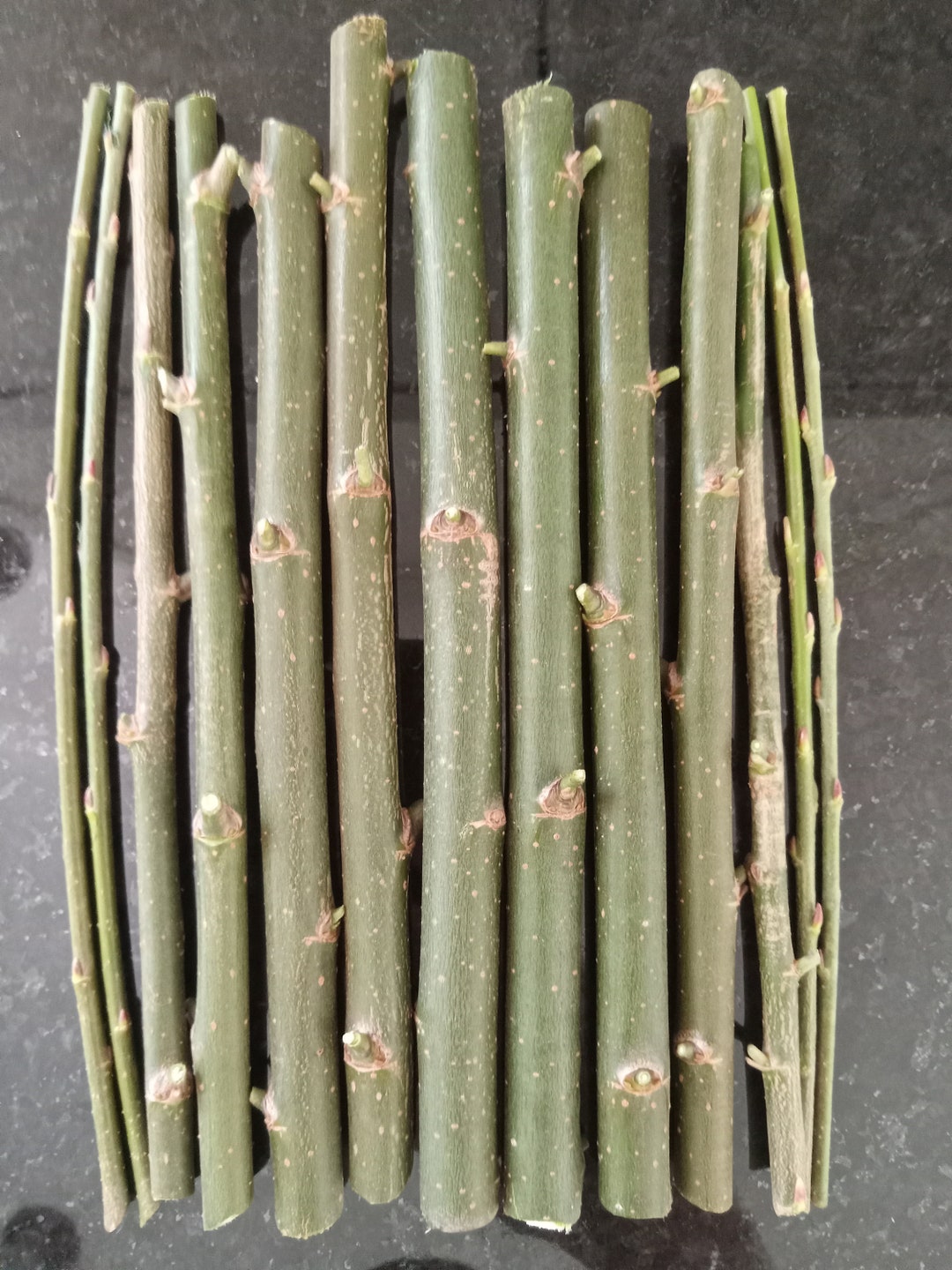 10 Hybrid Willow Cuttings - Etsy