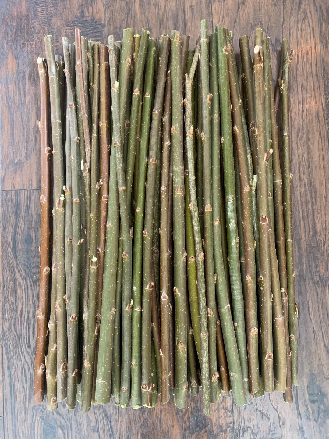 10 Large 12” Hybrid Willow Cuttings - Etsy