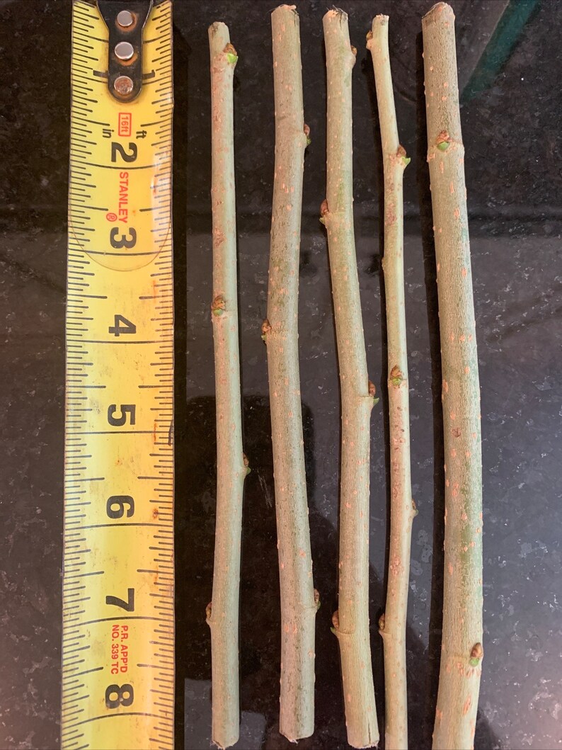 10 Black Mulberry Cuttings Morus Nigra - Etsy