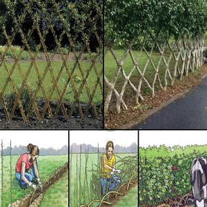 May include: Two images show different types of garden fences. One is a wooden lattice fence with green foliage. The other is a living fence made from trees. The bottom images show the process of creating a living fence.