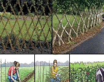 10 Hybrid Willow Trees 1’-2’.  Build a living Fence!