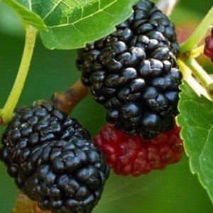 10 Dwarf Ever Bearing Black Mulberry Trees