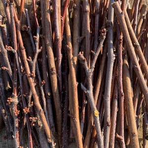 5 American Plum Tree Cuttings