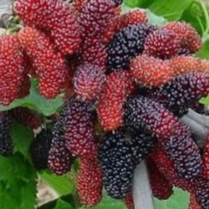 Dwarf Ever Bearing Black Mulberry Tree Ships Dormant