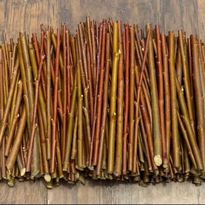 10 Purple Willow Cuttings