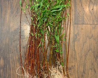 3 Hybrid Willow Cuttings Rooted Ready To Plant 1’-2’ tall