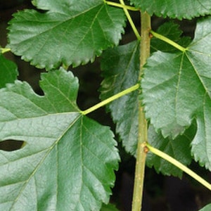 May include: Close-up of a green mulberry branch with leaves. The leaves are a deep green and have a serrated edge. The branch is brown and has a rough texture.