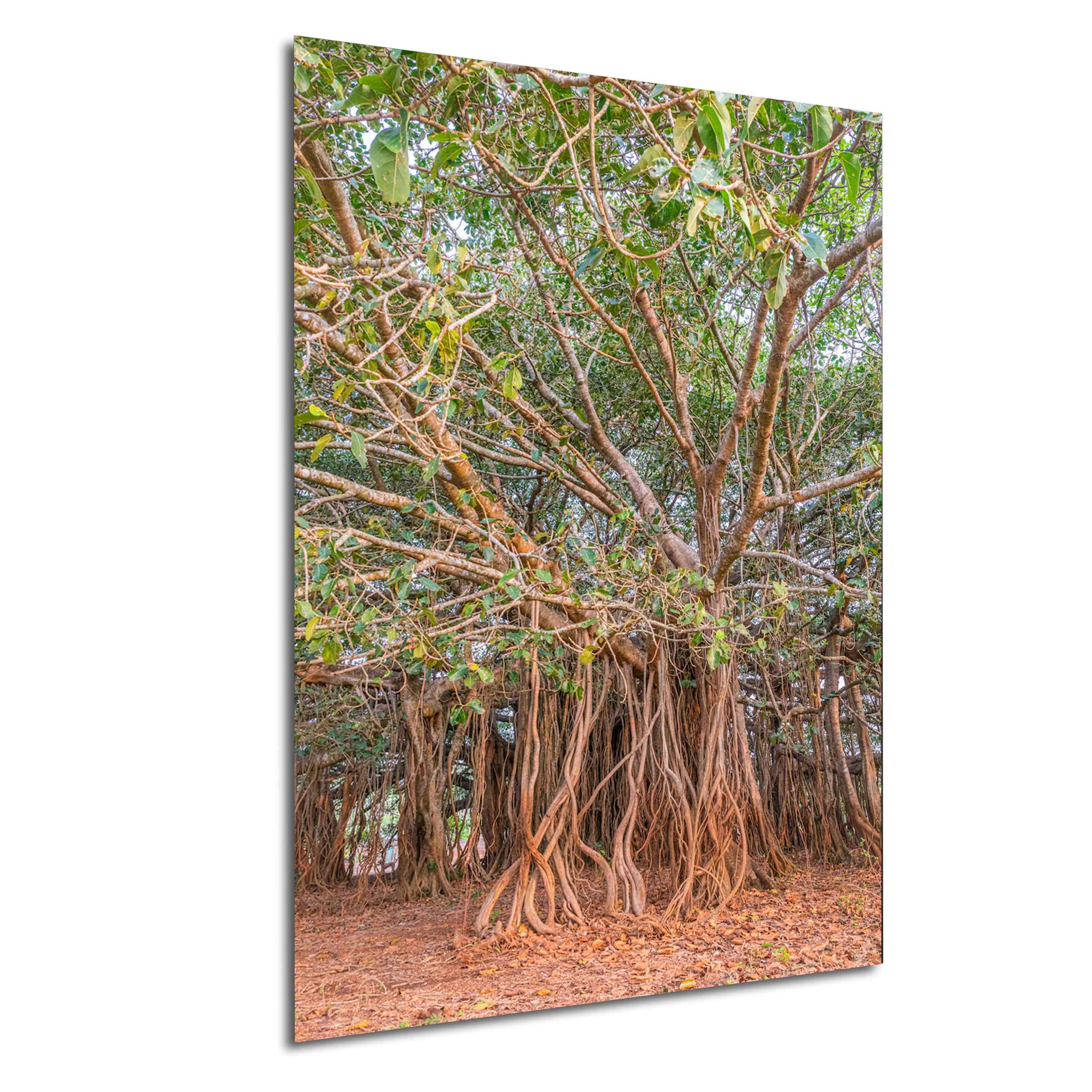 Banyan Tree With Aerial Roots Photo Print | Sacred Tree Wall Art ...