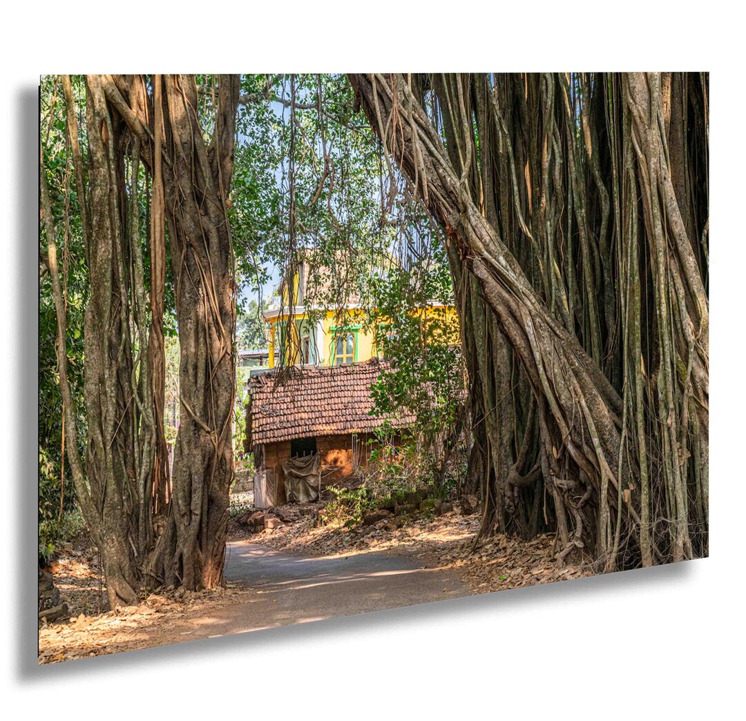 Enchanted Banyan Tree Photography Print | Rustic Village Home Wall Art ...