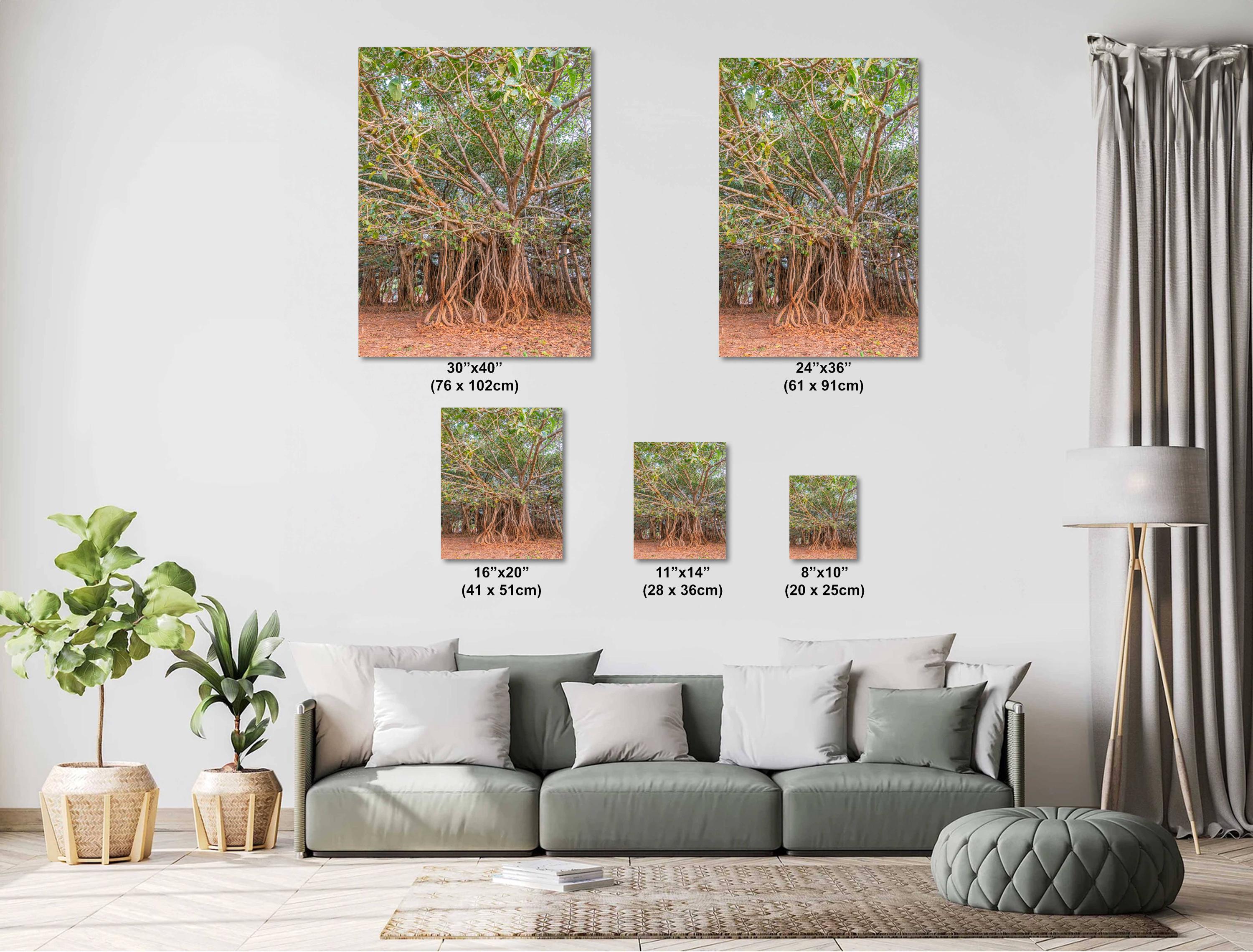 Banyan Tree With Aerial Roots Photo Print | Sacred Tree Wall Art ...