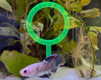 Betta Hoop Ring, Dayglow, entertainment for fish, aquarium decor, betta training