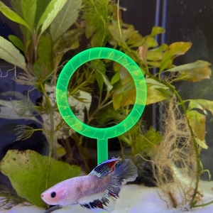 Diy toys hotsell for betta fish