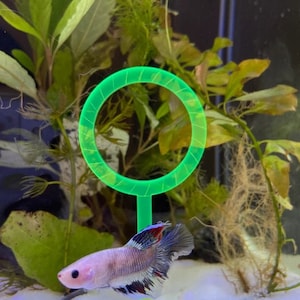 Betta Hoop Ring, Dayglow, entertainment for fish, aquarium decor, betta training