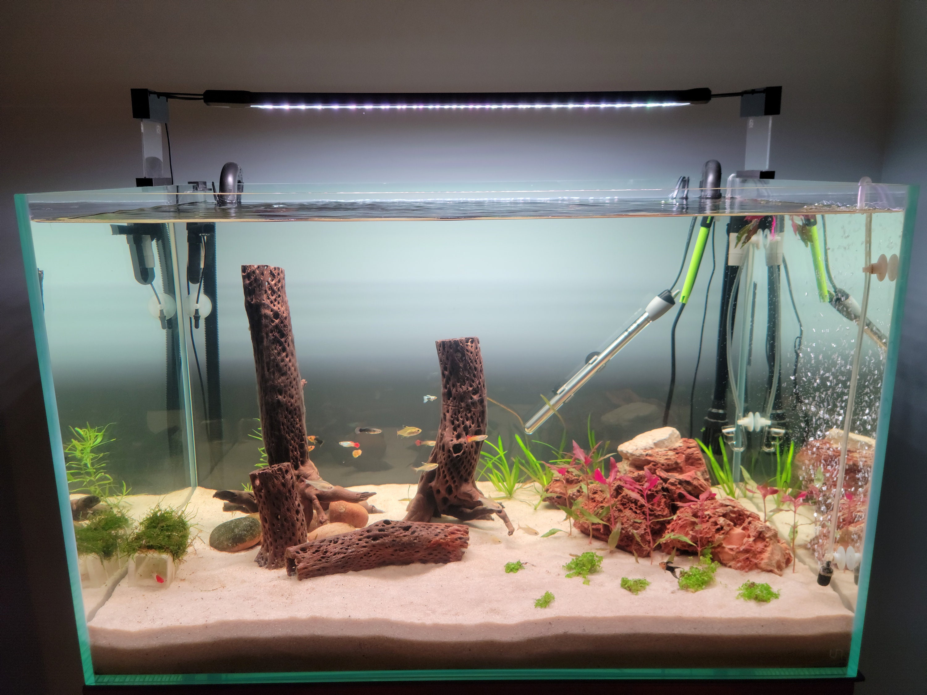 Nicrew aquarium light hotsell