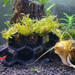 Shrimp Hide and Breeding Tube