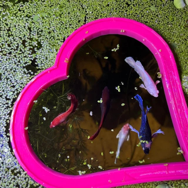 Floating Heart Plant Corral and feeder ring