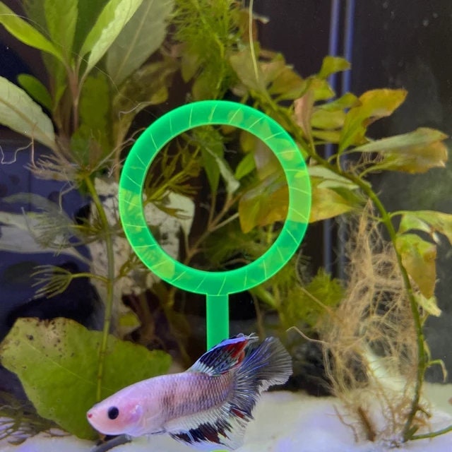 Betta Hoop Ring, Dayglow, Entertainment for Fish, Aquarium Decor, Betta  Training 