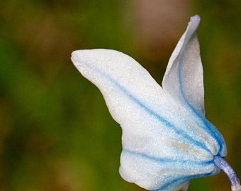 8x8 Hanging Photo Tile - Blue Striped Lily