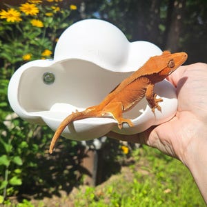 May include: A white, cloud-shaped ledge with a smooth, matte finish and a small circular metal mounting point on the interior. An orange crested gecko with textured skin and visible spikes along its back is perched inside the cloud structure.