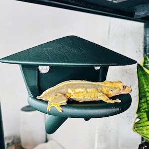 Op de afbeelding: Een groene plastic reptielen schuilplaats met een gele en witte crested gecko die erin rust. De schuilplaats heeft een afgeronde bovenkant en een platte bodem.