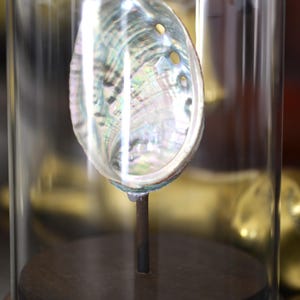 Decorative shell bell - Cabinet of curiosities & marine decor - Glass bell - Curiosities - Pearly shell