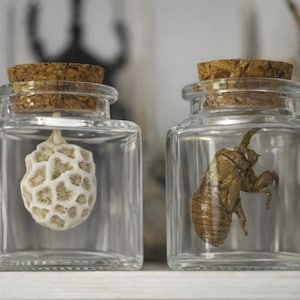 May include: Two clear square glass jars with cork stoppers. The left jar contains a white, textured, spherical coral piece. The right jar contains a brown, segmented insect exoskeleton, specifically a cicada shell, suspended inside the glass.