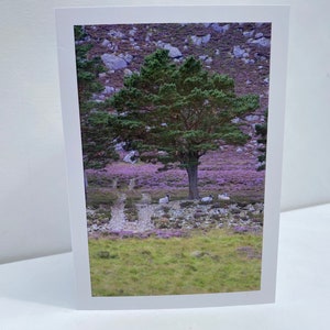 Queens Well Glen Esk, biglietto d'auguri scozzese Bonnie Purple Heather, erica scozzese, biglietto d'auguri vuoto con ritratto scozzese