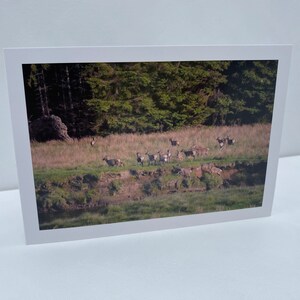 Souvenir della Scozia, amanti della mandria di cervi, fauna selvatica delle Highlands scozzesi, biglietto di auguri per allevatori di cervi, biglietto vuoto con paesaggio scozzese