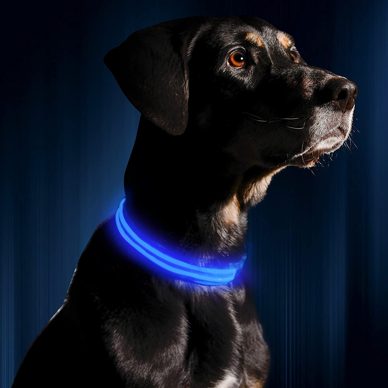 Night Safety Glow LED Light Up Dog Collar Make dog walking Etsy