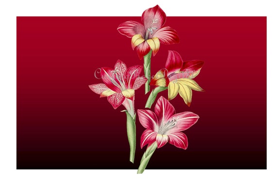 Red Gladiolus Flower Vintage Artwork Illustration Clipart PNG | Etsy
