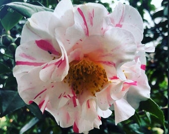 Camellia Flower Essence