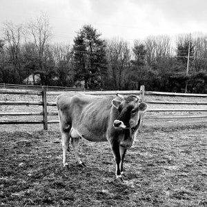 Cow Wall Art, Cow Print, Rustic Home Decor, Cattle Photography, Animal Black White Printable Poster, Farm House Wall Decor,Cow Art (DIGITAL)