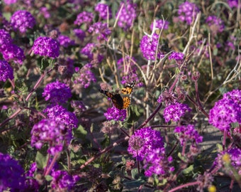 Blooming Bug