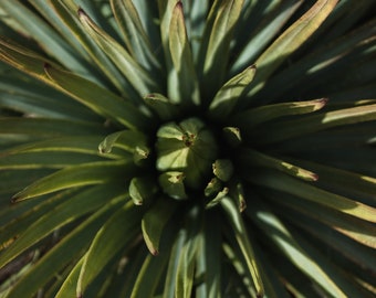 Yucca Umbra