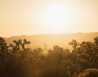 Cholla at Dusk