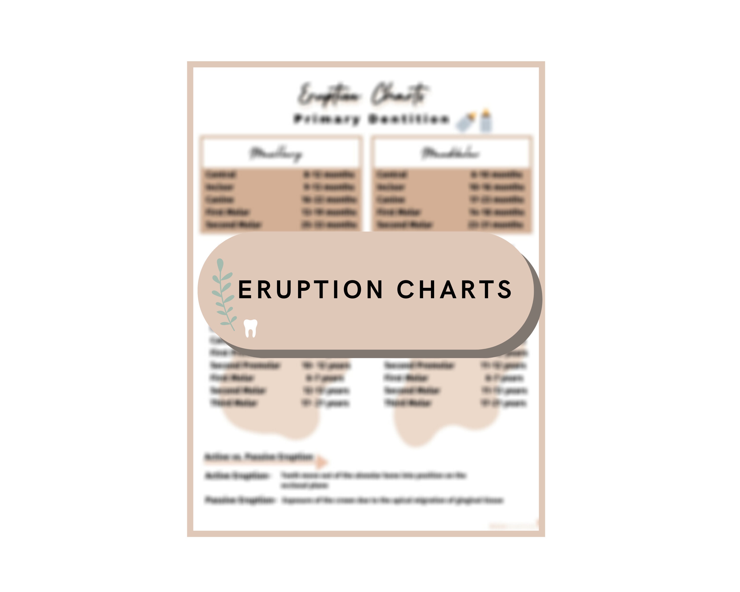 Dental Hygiene Tooth Eruption Chart Study Guide- Digital Download - Etsy