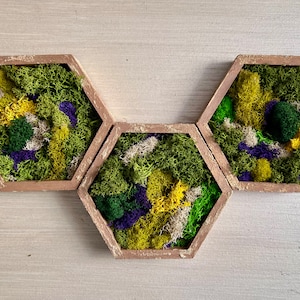 Preserved Moss Wall Art Hexagon Set of 3
