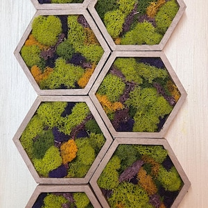 Set of seven 5x5 1/2 inches each Hexagon Preserved Moss Wall Art  3D Green art Decor