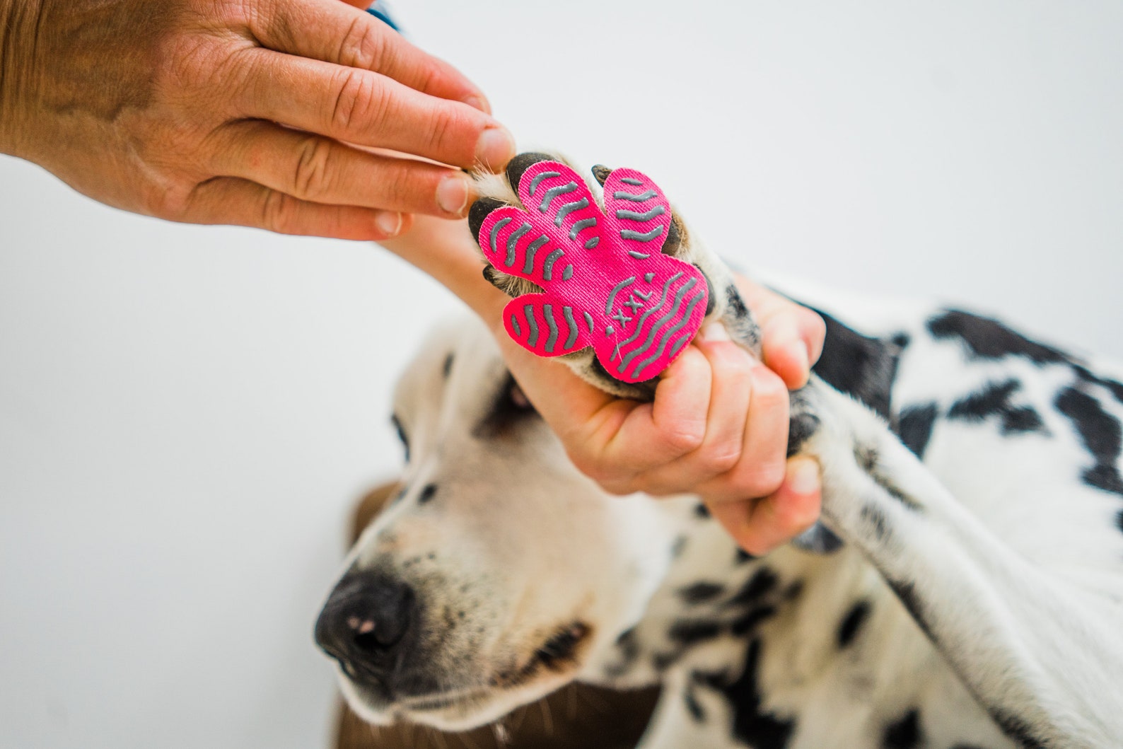 Lightweight Dog Paw Grips for Slippery Floors Indoor and Etsy