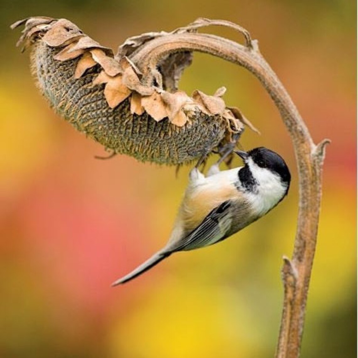 Flowers for Birds Etsy