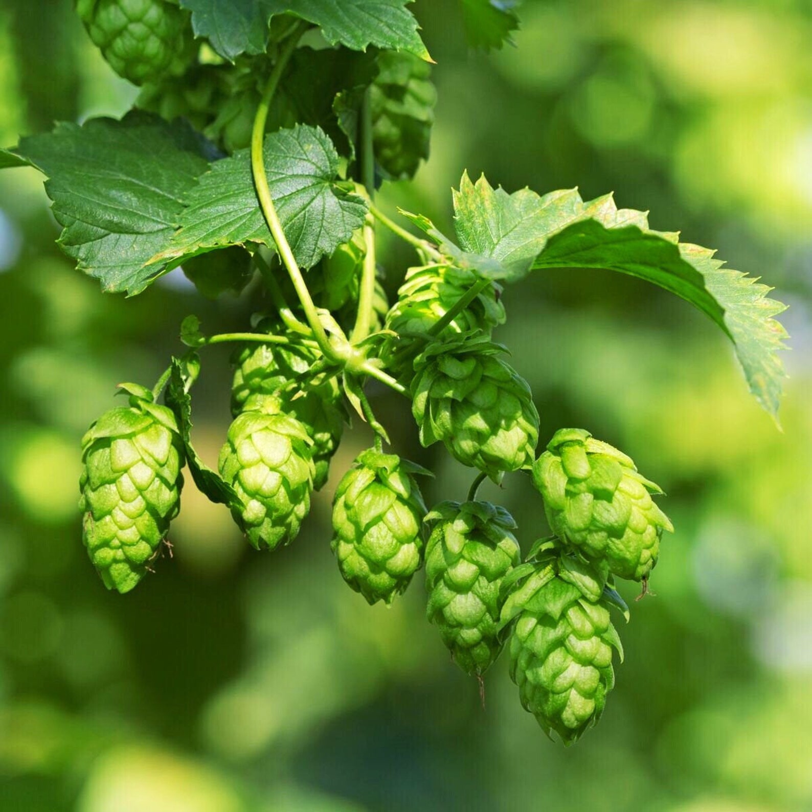 Organic Hop Seeds Etsy