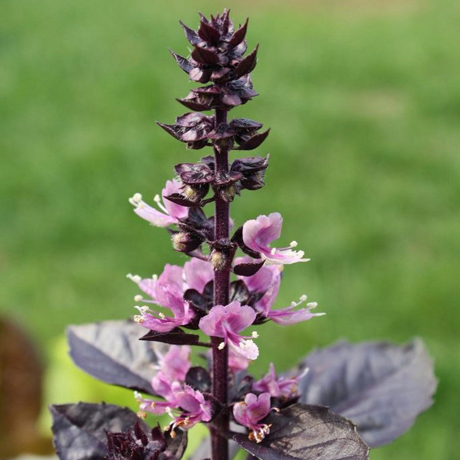 Organic Purple Basil Seeds Etsy