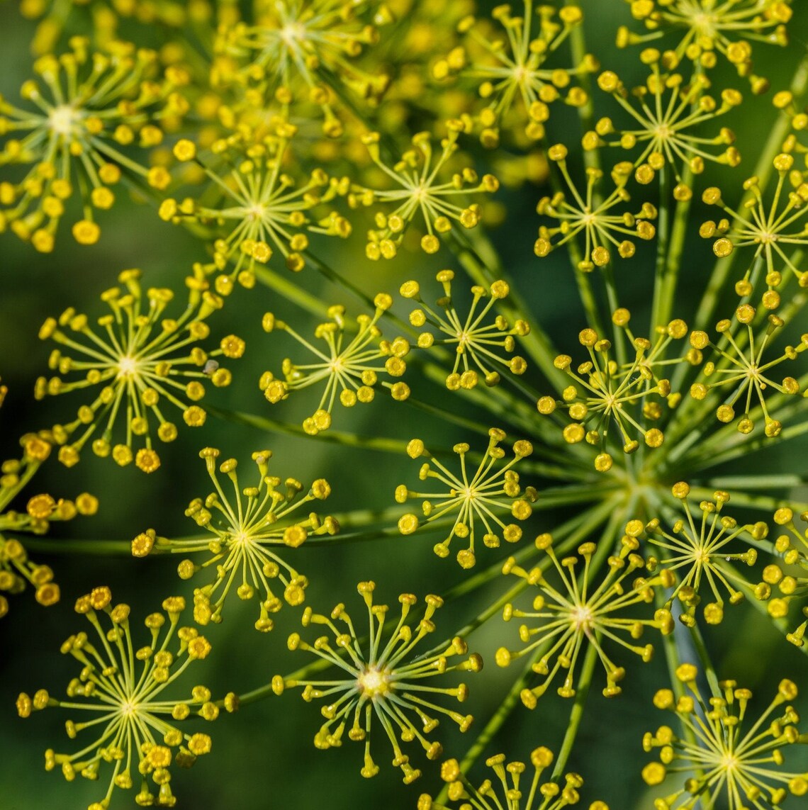 Organic Green Anise Seeds Etsy