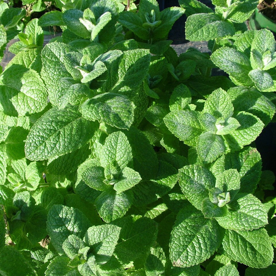 Samen für Kräutertee aus dem Garten | Etsy