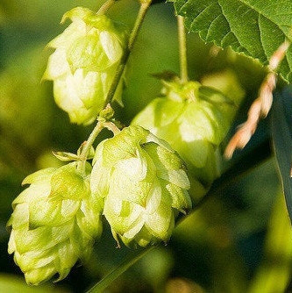 Organic Hop Seeds Etsy