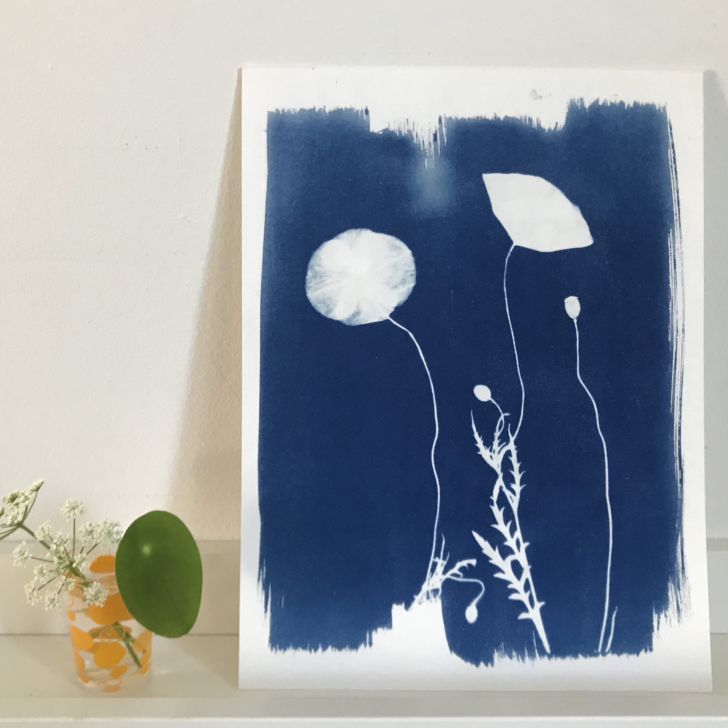 Cyanotype Coquelicot