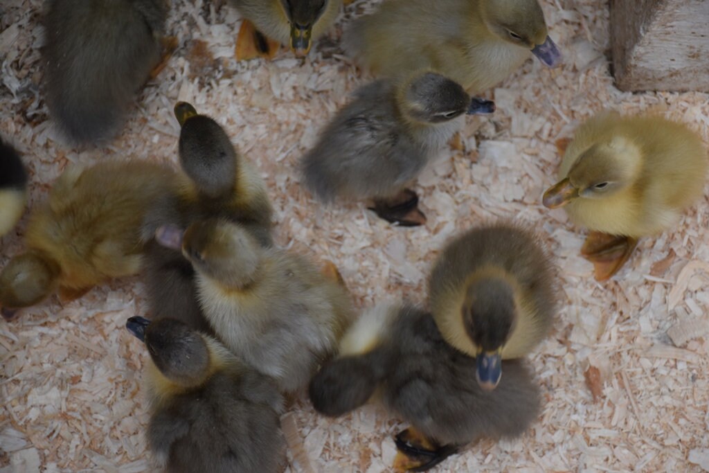 10 Fertile Swedish Duck Eggs for Hatching or Eating Etsy