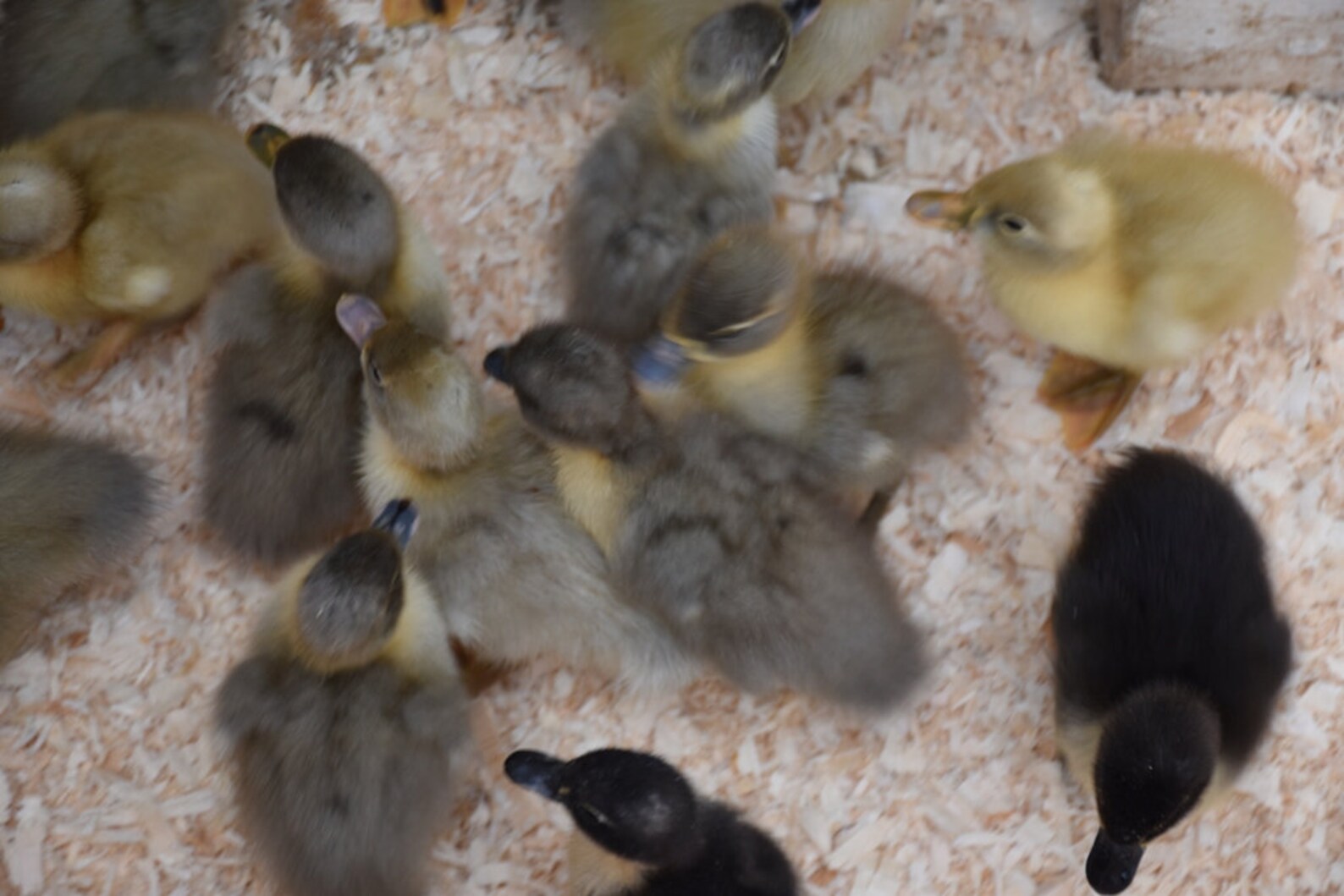 10 Fertile Swedish Duck Eggs for Hatching or Eating Etsy