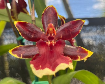 Onc. Wildcat Golden Start 4"