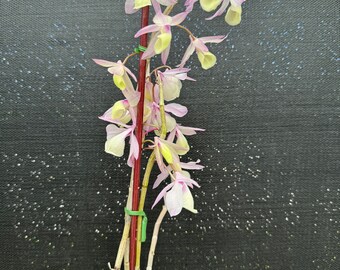 Dendrobium Aphyllun